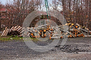 Freshly cut tree trunks piled up in