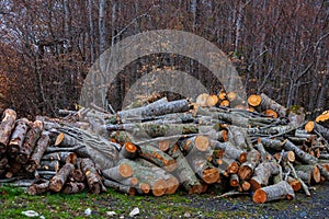 Freshly cut tree trunks piled up in