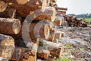 Freshly cut tree wooden logs piled up on the ground. Deforestation forest for Industrial production. Felled tree trunks and