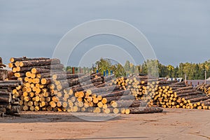 Freshly cut tree wooden logs piled up. Wood storage for industry. Felled tree trunks. Firewood cut tree trunk logs