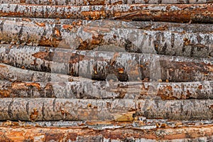 Freshly cut tree wooden logs piled up. Wood storage for industry. Felled tree trunks. Firewood cut tree trunk logs