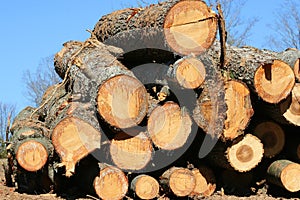 Freshly Cut Trees