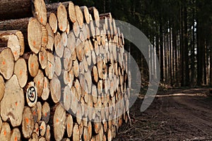 Freshly cut trees in the forest, on the side of a forest road