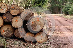 Freshly cut trees in the forest, on the side of a forest road