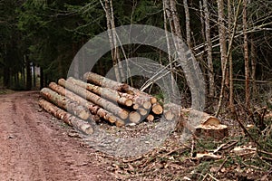 Freshly cut trees in the forest, on the side of a forest road