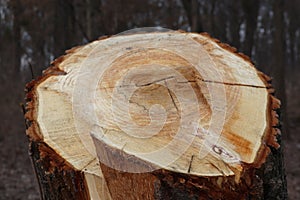 Freshly cut willow tree with annual rings. Close-up of round logs on blurred nature background. The texture of a fresh sawn wood