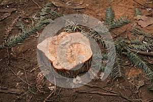 A freshly cut wood stomp with pine and fir needles scattered on the dry soil floor