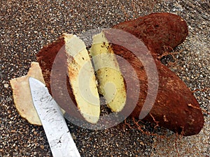 Freshly Cut Yam Tuber