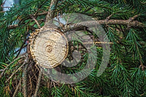 Freshly cut young christmas tree with colorful rings and core exposed.