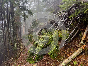 Freshly Downed Tree Cover Appalachian Trail During Rain Storm