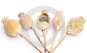 Freshly Dried Long Stem Poppy Pods Dried papaver poppy heads with pile of poppy seeds isolated on white