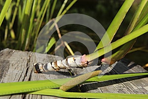 Freshly dug Acorus calamus root.