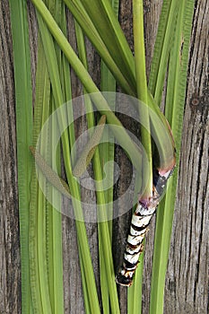 Freshly dug Acorus calamus root with leaves and inflorescence.