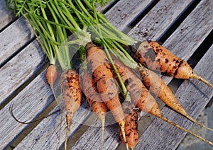 Freshly dug carrots