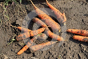 Freshly dug carrots of different shapes lie on ground in garden