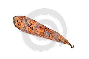 Freshly dug carrots. Dirty carrot with earth isolated on white background