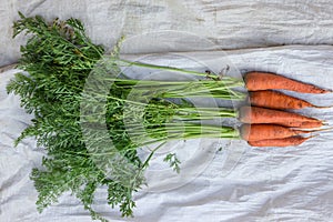 Freshly dug carrots with haulm on the synthetic burlap