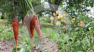 Freshly dug carrots with tops on the background of a vegetable garden on a sunny day outdoors. Large unwashed carrots in the field