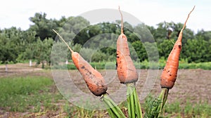 Freshly dug carrots with tops on the background of a vegetable garden on a sunny day outdoors. Large unwashed carrots in the field