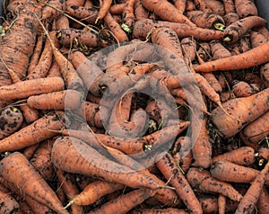 freshly dug dirty fresh carrots without tops as a background