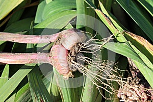 Freshly dug gladiolus corm with roots