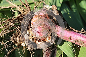 Freshly dug gladiolus corm with roots