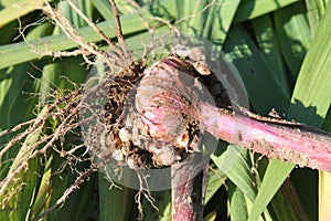 Freshly dug gladiolus corm with roots photo