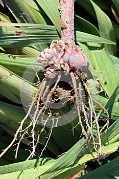 Freshly dug gladiolus corm with roots photo
