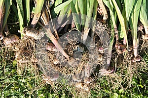 Freshly dug gladiolus corms with roots