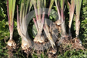 Freshly dug Gladiolus murielae or Acidanthera corms with roots