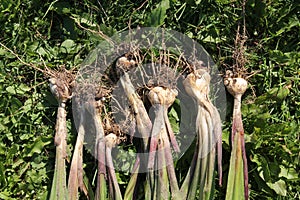 Freshly dug Gladiolus murielae or Acidanthera corms with roots