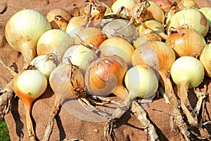 Freshly dug onions drying. photo