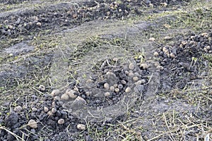 Freshly dug organic potatoes of new harvest at the potatoes plantation. Potato harvest on the field