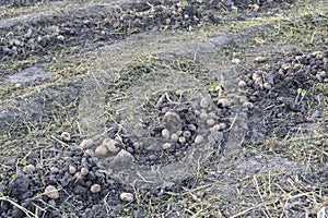 Freshly dug organic potatoes of new harvest at the potatoes plantation. Potato harvest on the field