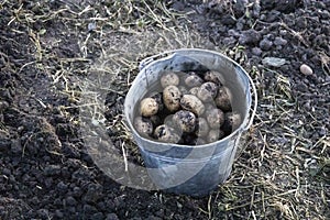 Freshly dug organic potatoes of new harvest at the potatoes plantation. Potatoes freshly harvested in a bucket