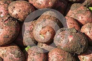Freshly dug out red potatoes