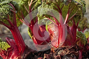 Freshly dug out rhubarb shoots