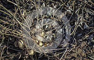 Freshly dug peanuts drying in the field