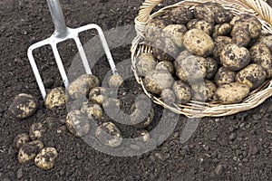 Freshly dug potatoes