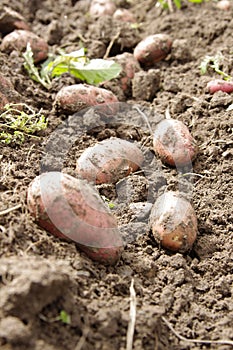 Freshly dug potatoes