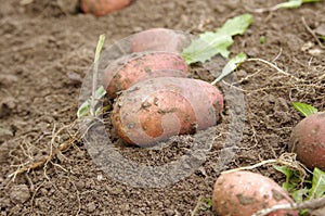 Freshly dug potatoes