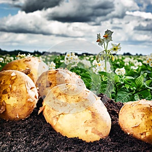 Freshly dug potatoes on agricultural field