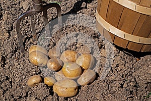 Freshly dug potatoes in a backyard garden.