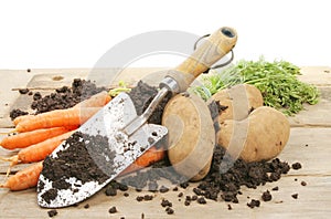 Freshly dug potatoes and carrots