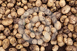 Freshly dug potatoes on a farm plot