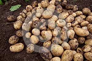 Freshly dug potatoes on a farm plot
