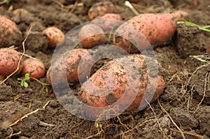 Freshly dug potatoes in field