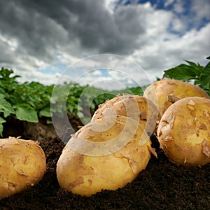 Freshly dug potatoes on a field