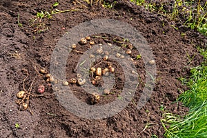 Freshly dug potatoes in the garden. harvest concept