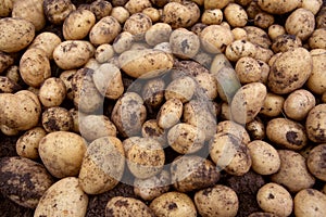 Freshly dug potatoes laid out in a pile in the fresh air to dry slightly